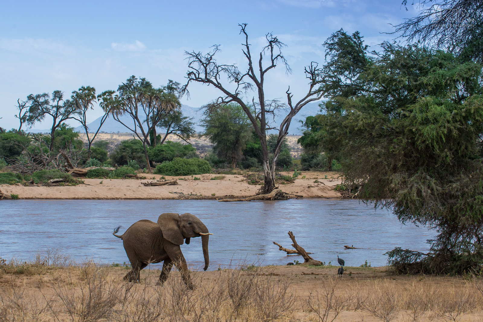 Samburu - Jonge olifant Een jonge olifant nabij de Ewaso Ng'iro rivier in Samburu NP.<br />
 Stefan Cruysberghs